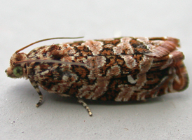 Labyrinth Tortrix
